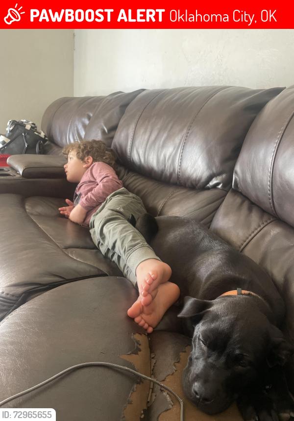 Lost Male Dog last seen Pennsylvania and sw29th st ok city Oklahoma, Oklahoma City, OK 73128