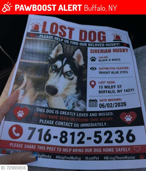 Lost Male Dog last seen Near wildly Ave, Buffalo, NY 14211