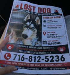 Lost Male Dog last seen Near wildly Ave, Buffalo, NY 14211