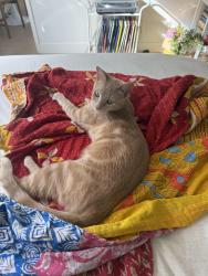 Lost Female Cat last seen Montana Ave and 3rd street, Santa Monica, CA 90403