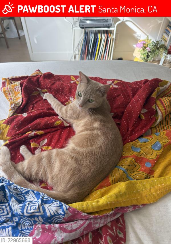 Lost Female Cat last seen Montana Ave and 3rd street, Santa Monica, CA 90403