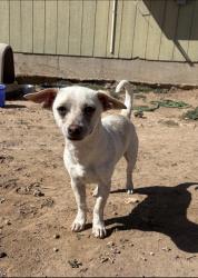 Lost Male Dog last seen S Soncy , Amarillo, TX 79121