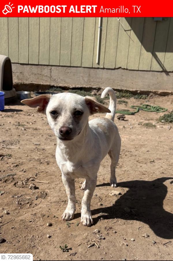 Lost Male Dog last seen S Soncy , Amarillo, TX 79121