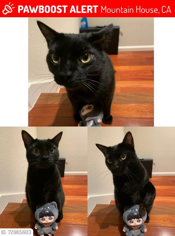 Lost Female Cat last seen brett ave/ Adams st/ corinne st, Mountain House, CA 95391