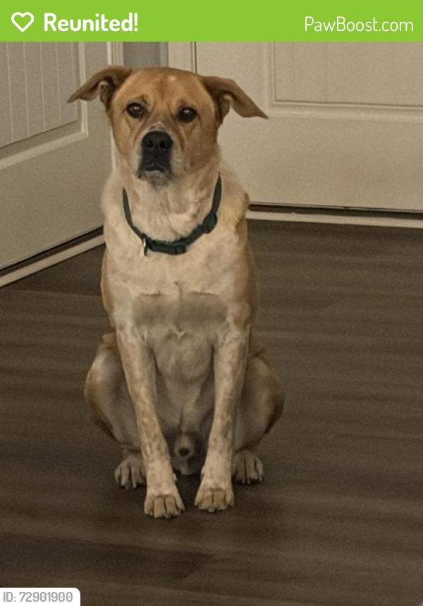 Reunited Male Dog last seen Cedar Creek , Fayetteville, NC 28312