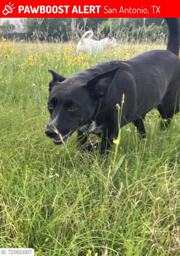 Lost Female Dog last seen Near Old Seguin Rd and 410, San Antonio, TX 78219