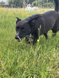 Lost Female Dog last seen Near Old Seguin Rd and 410, San Antonio, TX 78219