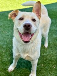 Shelter Stray Female Dog last seen Gaston County, NC , Gastonia, NC 28052