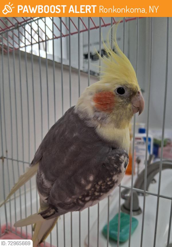 Found/Stray Unknown Bird last seen Ronkonkoma ave, Ronkonkoma, NY 11779
