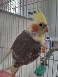 Found/Stray Unknown Bird last seen Ronkonkoma ave, Ronkonkoma, NY 11779