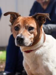 Shelter Stray Female Dog last seen Near Dennis Dr, 30032, GA, Atlanta, GA 30341