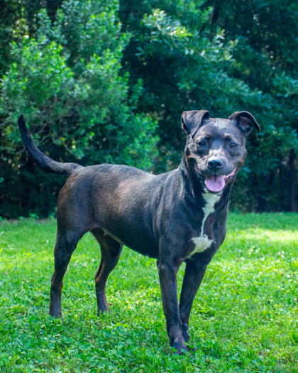 Shelter Stray Female Dog last seen Near Covington Hwy, Decatur 30035, 30035, GA, 3280 Chamblee Dunwoody Rd, Chamblee, GA 30341, USA