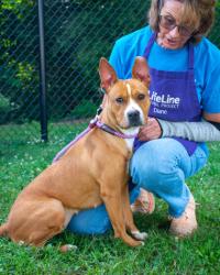 Shelter Stray Female Dog last seen Near Blazing Pine Path, 30034, GA, Atlanta, GA 30341