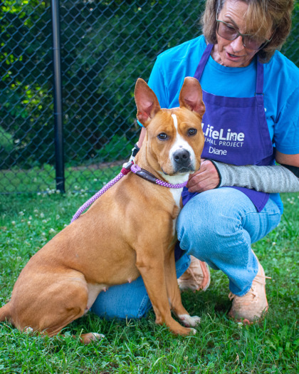 Shelter Stray Female Dog last seen Near Blazing Pine Path, 30034, GA, 3280 Chamblee Dunwoody Rd, Chamblee, GA 30341, USA