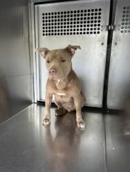 Shelter Stray Female Dog last seen Fort Worth, TX 76112, Fort Worth, TX 76119