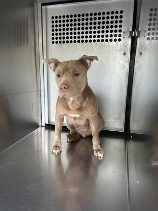 Shelter Stray Female Dog last seen Fort Worth, TX 76112, Fort Worth, TX 76119
