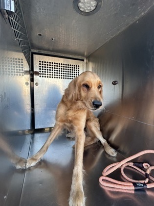 Shelter Stray Female Dog last seen Fort Worth, TX 76112, Fort Worth, TX 76119