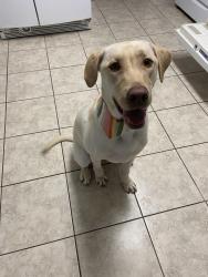 Lost Male Dog last seen Carolina lakes , Spout Springs, NC 27332