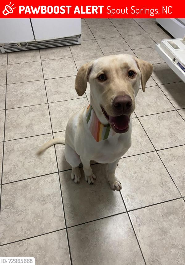 Lost Male Dog last seen Carolina lakes , Spout Springs, NC 27332