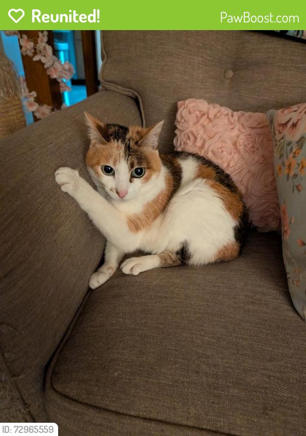 Reunited Female Cat last seen Avery ests, Hilliard, OH 43026