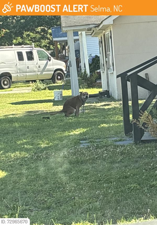 Found/Stray Unknown Dog last seen N Sellers St / E Elizabeth St Selma, Nc , Selma, NC 27576