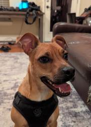 Found/Stray Male Dog last seen Studer St and Schuler St, Houston, TX 77007