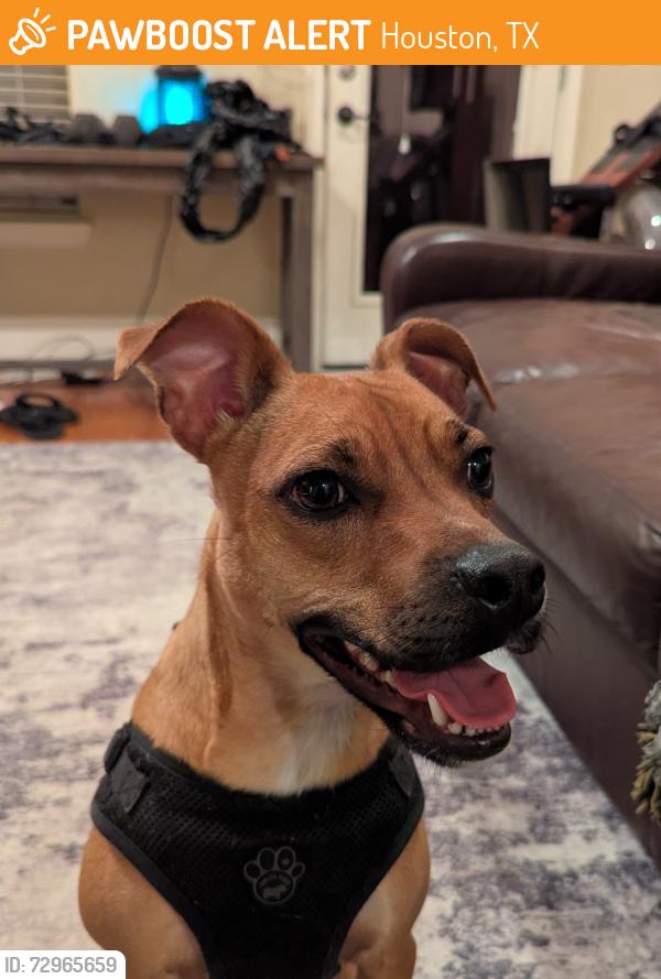 Found/Stray Male Dog last seen Studer St and Schuler St, Houston, TX 77007