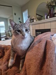 Lost Female Cat last seen Near Alysia court Livermore CA, Livermore, CA 94550
