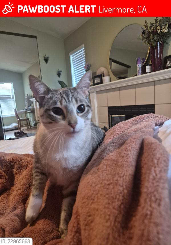 Lost Female Cat last seen Near Alysia court Livermore CA, Livermore, CA 94550