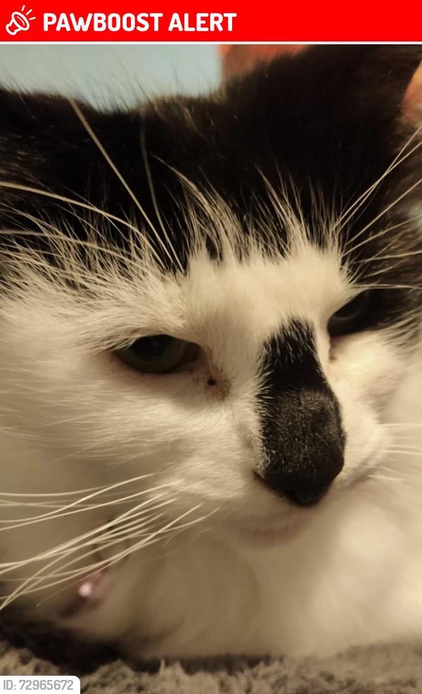 Lost Female Cat last seen Mere road, Belbroughton road , West Midlands, England DY8 3AS