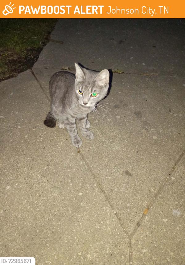 Found/Stray Female Cat last seen W watauga ave/Lamont st, Johnson City, TN 37604
