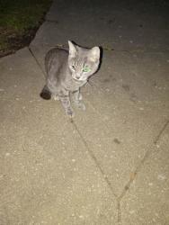 Found/Stray Female Cat last seen W watauga ave/Lamont st, Johnson City, TN 37604