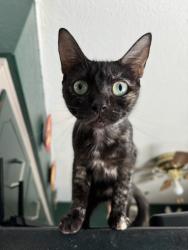 Reunited Female Cat last seen S KIMBREL/TAMMY LANE/BABBY LANE/ S COMET/ WALLACE RD, Panama City, FL 32404