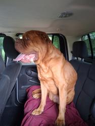 Reunited Male Dog last seen Pace Blvd and Moreno St , Pensacola, FL 32505