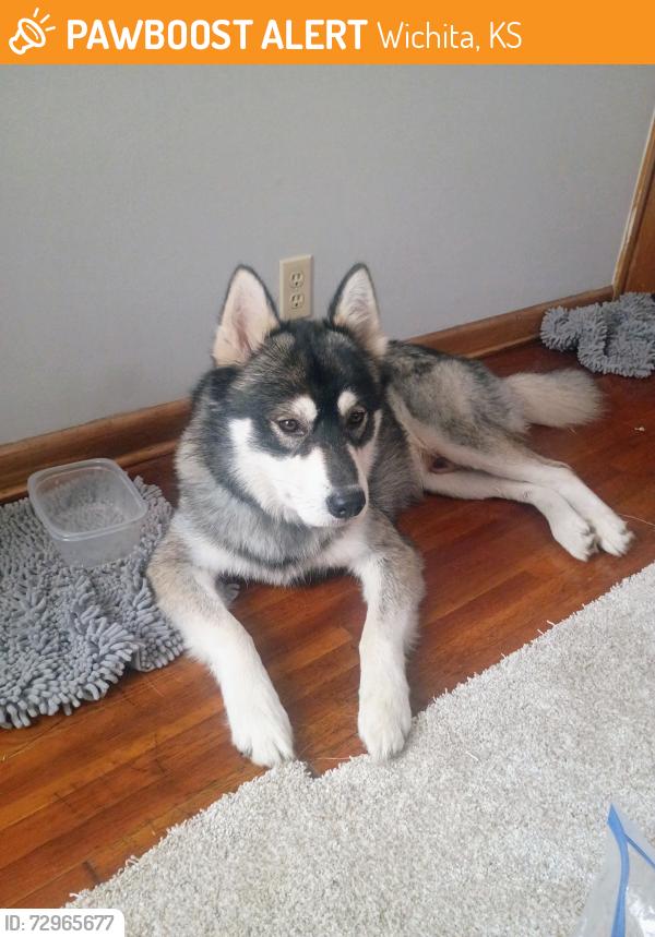 Found/Stray Male Dog last seen Lincoln and oliver autozone, Wichita, KS 67218