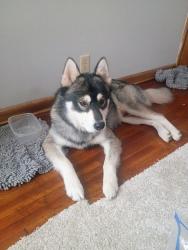 Found/Stray Male Dog last seen Lincoln and oliver autozone, Wichita, KS 67218