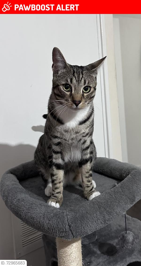Lost Male Cat last seen Whiteadder Way, Greater London, England E14 9UR