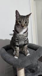 Lost Male Cat last seen Whiteadder Way, Greater London, England E14 9UR