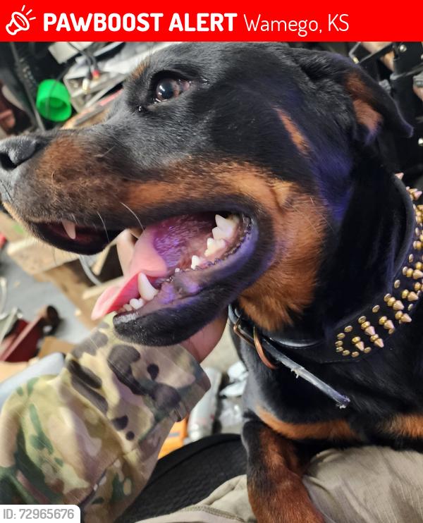 Lost Female Dog last seen Wamego family worship center, Wamego, KS 66547