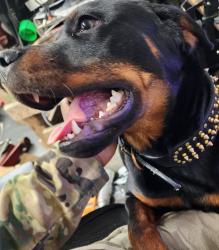 Lost Female Dog last seen Wamego family worship center, Wamego, KS 66547