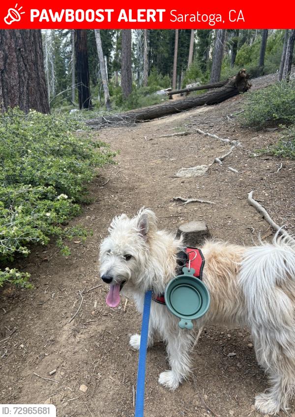 Lost Female Dog last seen Near pm, Saratoga, CA 95070