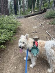 Lost Female Dog last seen Near pm, Saratoga, CA 95070