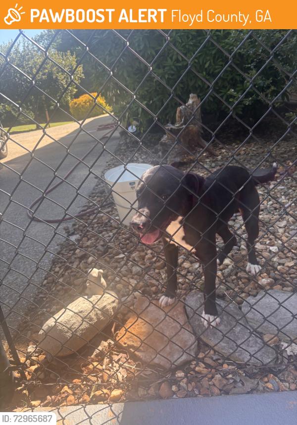 Rehomed Male Dog last seen Near Lindale cemetary, Floyd County, GA 30147