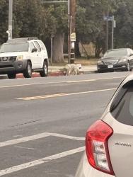 Found/Stray Unknown Dog last seen Avalon and 51st at south park, Los Angeles, CA 90044