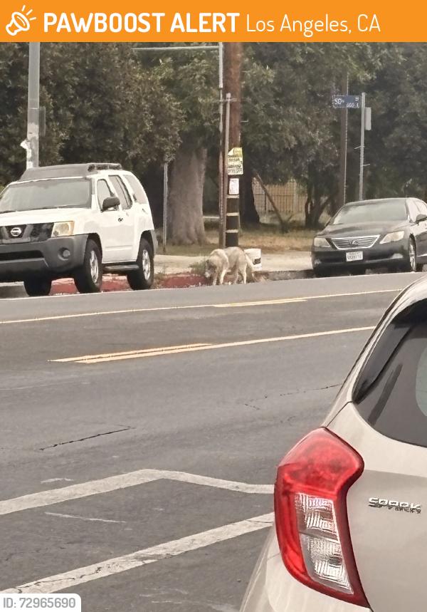 Found/Stray Unknown Dog last seen Avalon and 51st at south park, Los Angeles, CA 90044