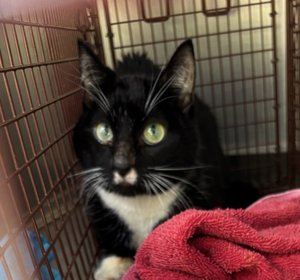 Shelter Stray Male Cat last seen NW 19th/Flanders, OR, Troutdale, OR 97060