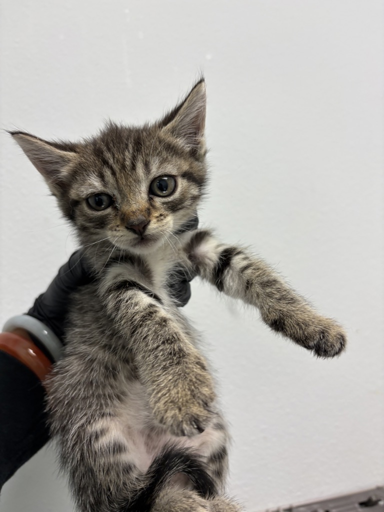 Shelter Stray Female Cat last seen Near Manomet Street, San Diego, CA, 92113, San Diego, CA 92110