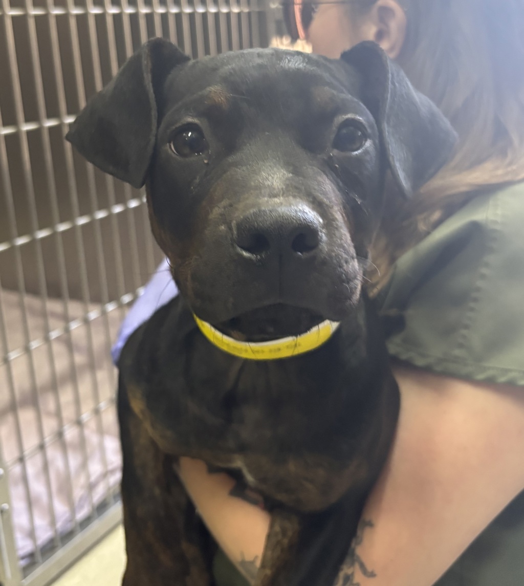 Shelter Stray Male Dog last seen NE 42nd / NE Holman, OR, Troutdale, OR 97060