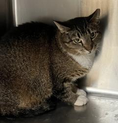 Shelter Stray Unknown Cat last seen Near Park Pointe Way, HOLLY SPRINGS, NC, 27540, Raleigh, NC 27610