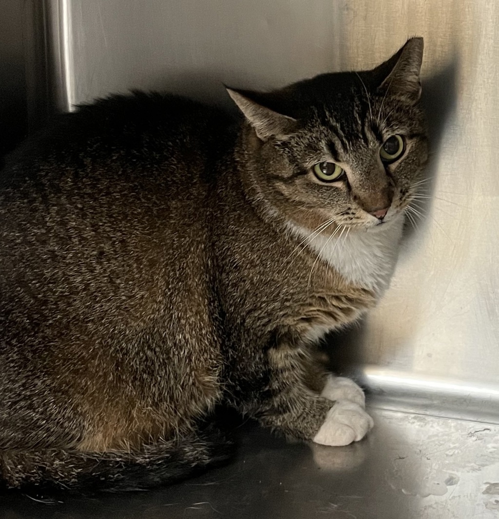 Shelter Stray Unknown Cat last seen Near Park Pointe Way, HOLLY SPRINGS, NC, 27540, Raleigh, NC 27610